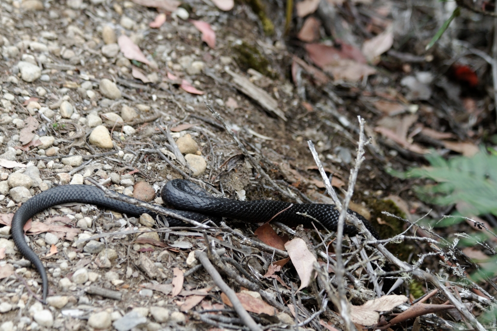 19 - Lake St Clair NP (3) - Tiger Snake.jpg